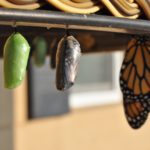 suzanne-d-williams-794133-unsplash