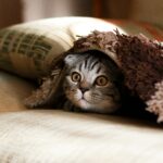 mikhail-vasilyev-NodtnCsLdTE-unsplash