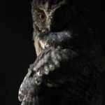 Un regard par delà l’obscur…